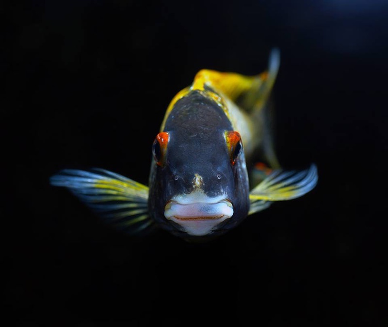 Tropheus moorii 'Kalambo Lodge' Kushangaza